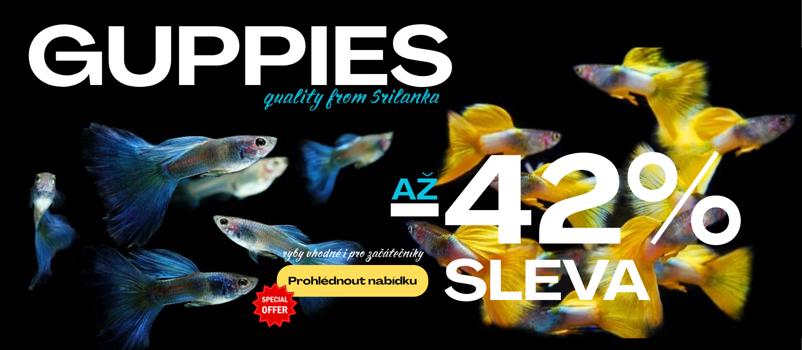 platy