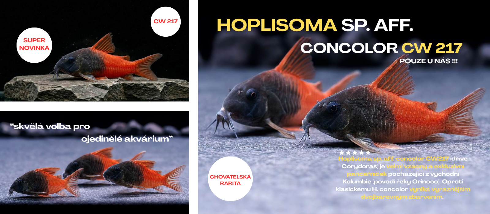 Corydoras