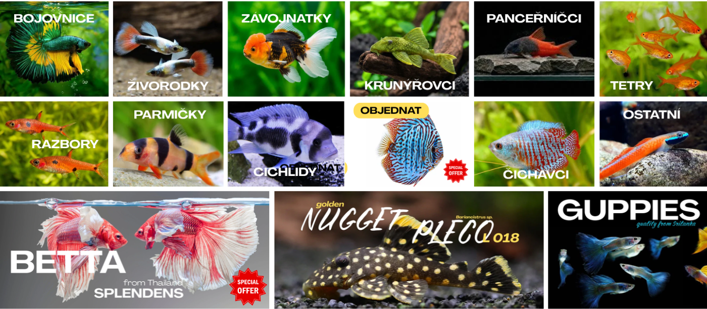 platy