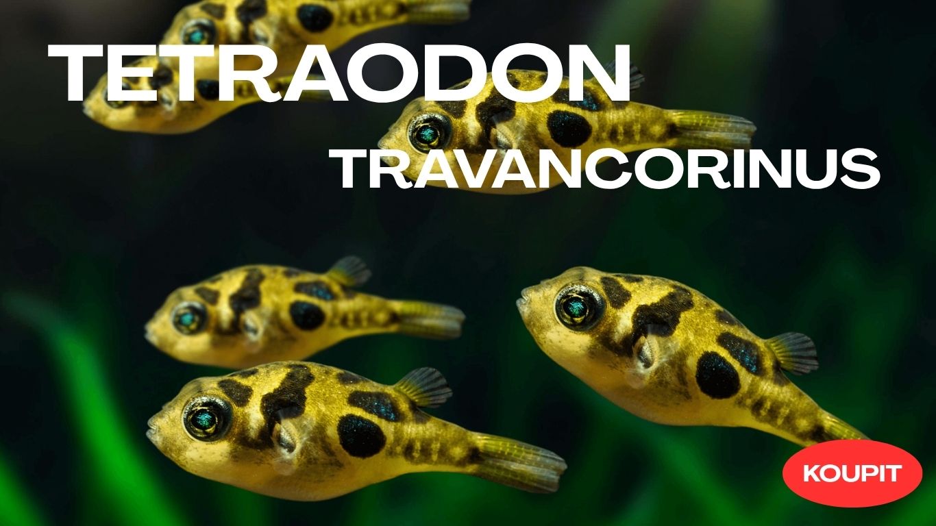 Tetraodon