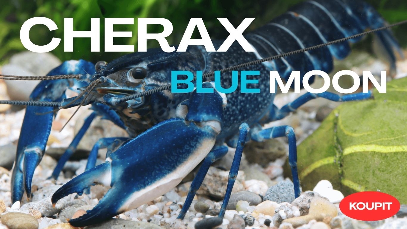 Cherax
