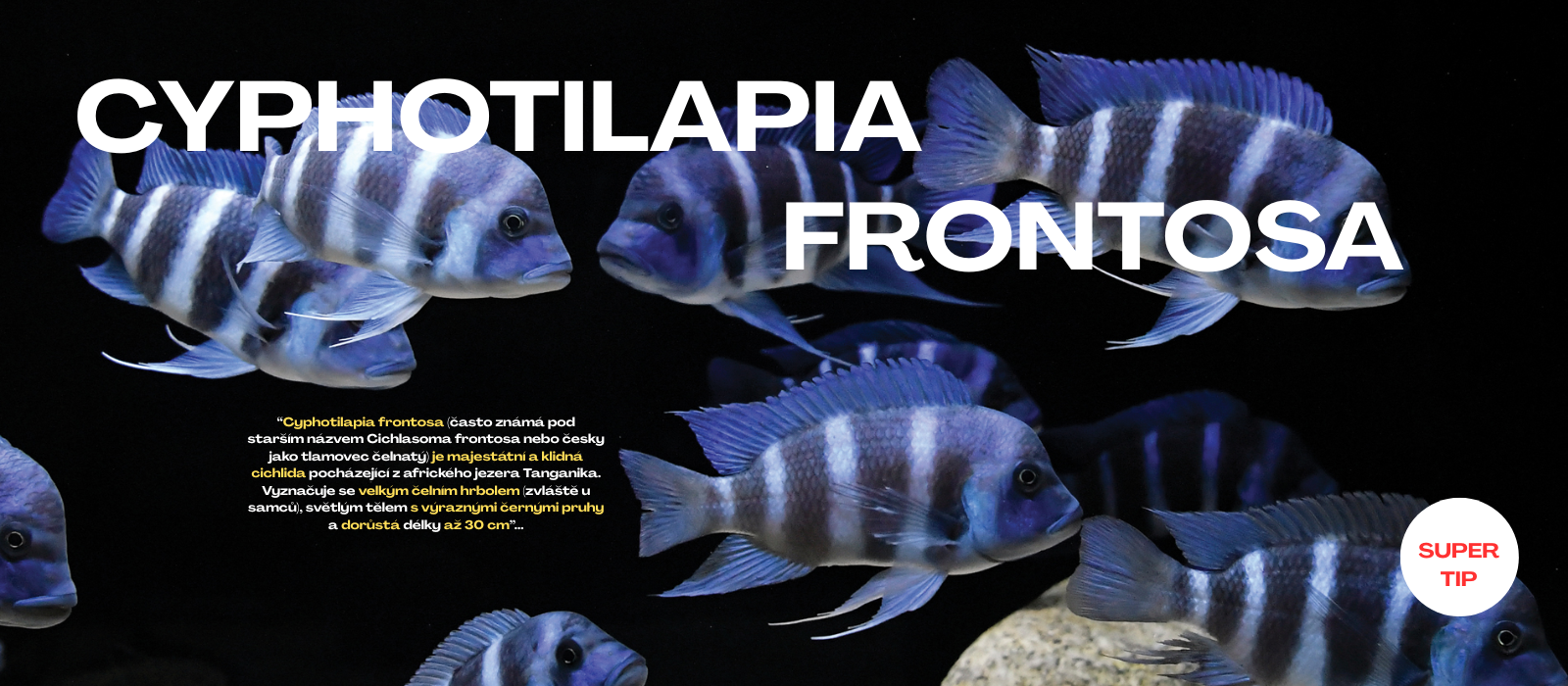 FRONTOSA