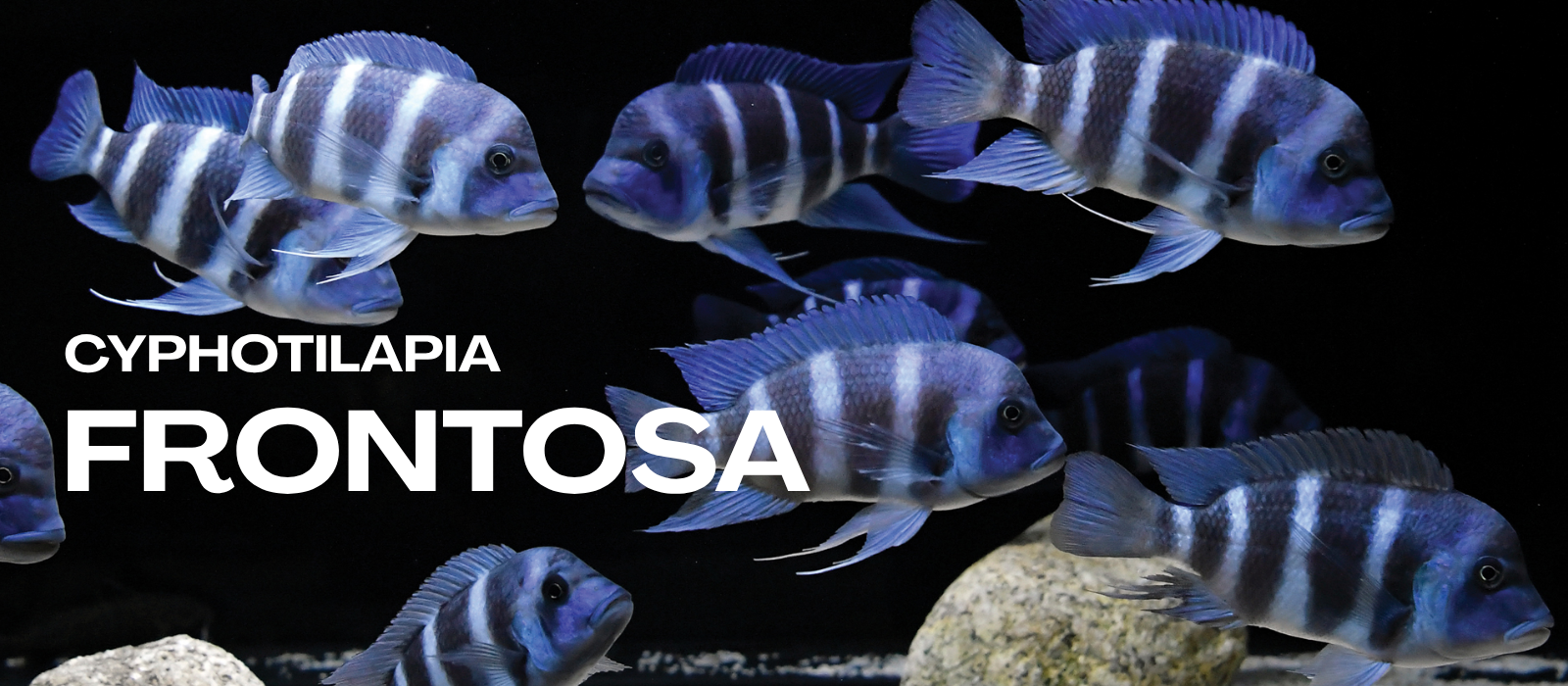 FRONTOSA
