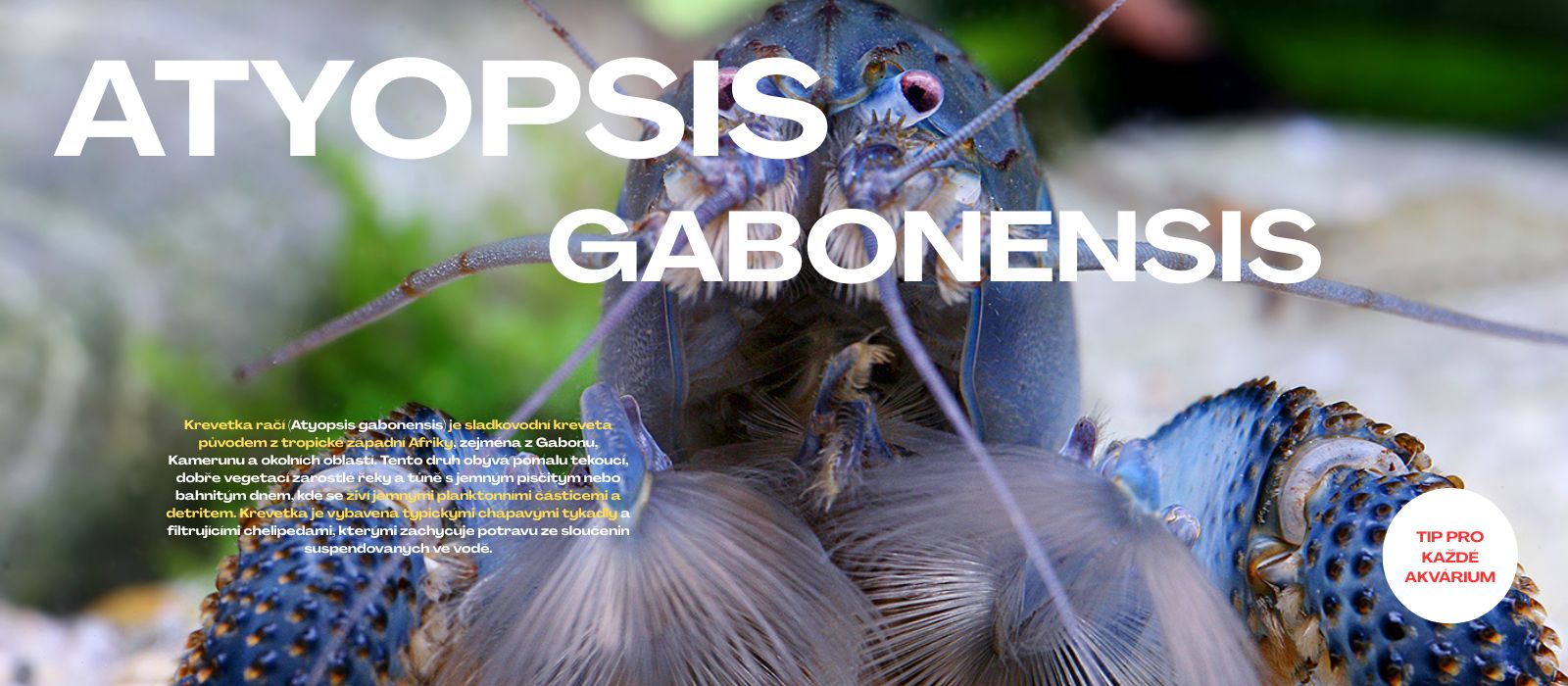 Gabonska