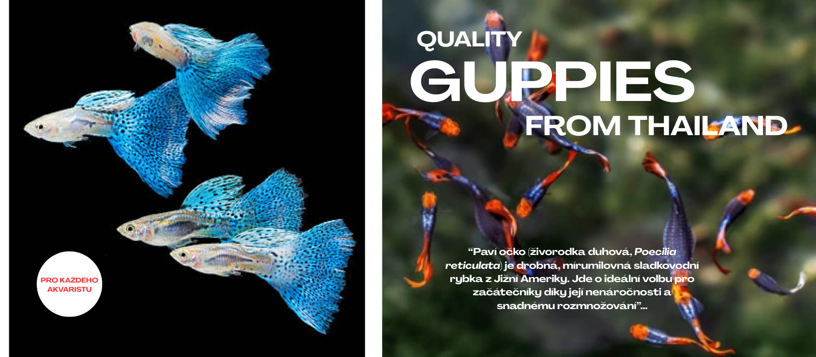 Gupky