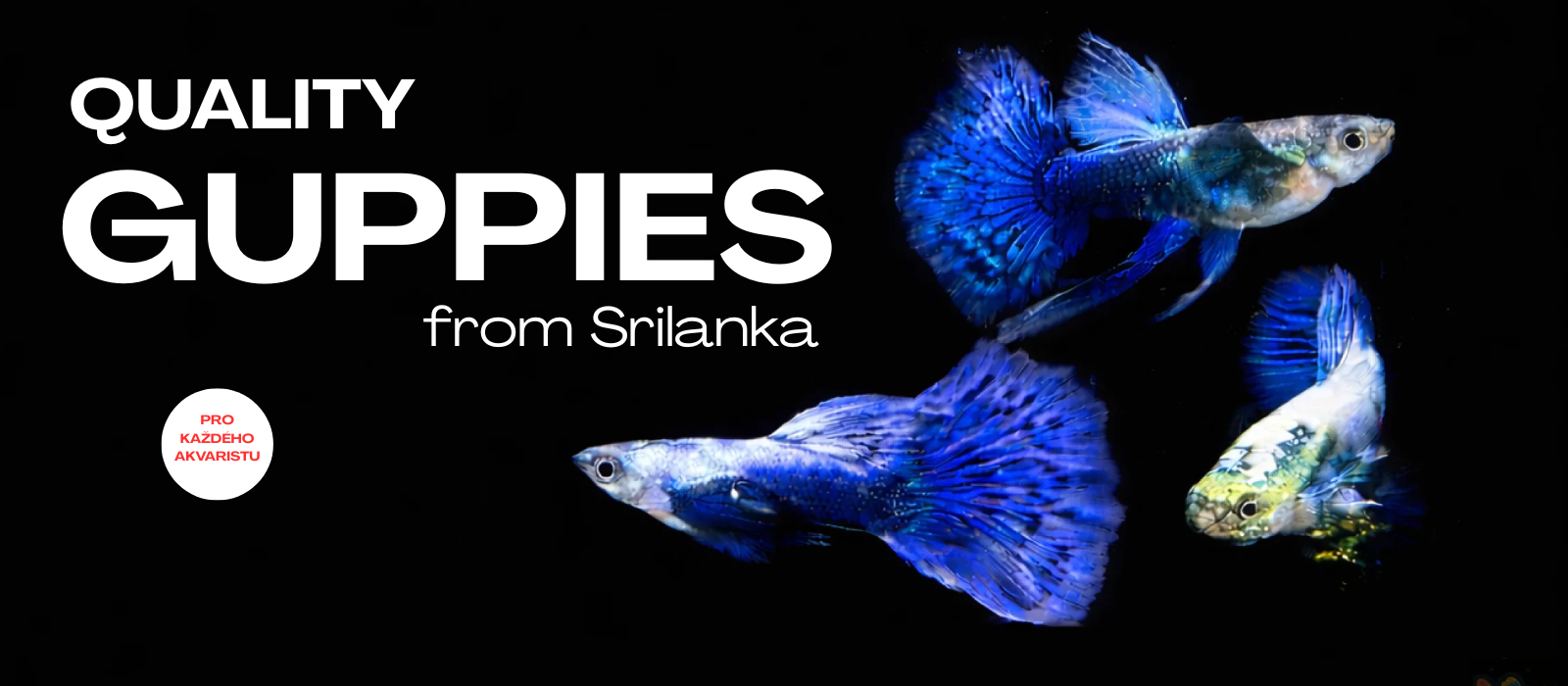 Gupky