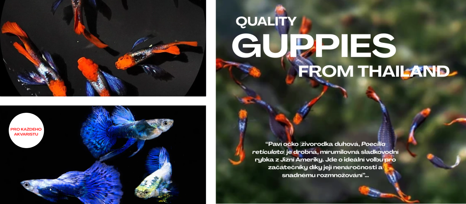 Gupky