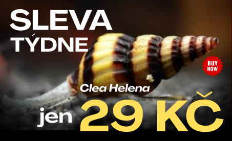 zebra_akce