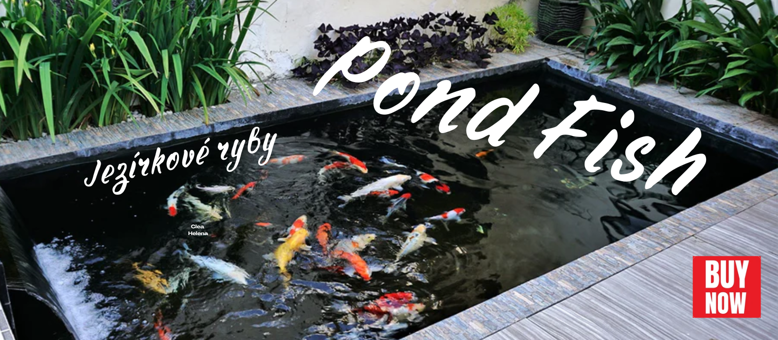 greenpond