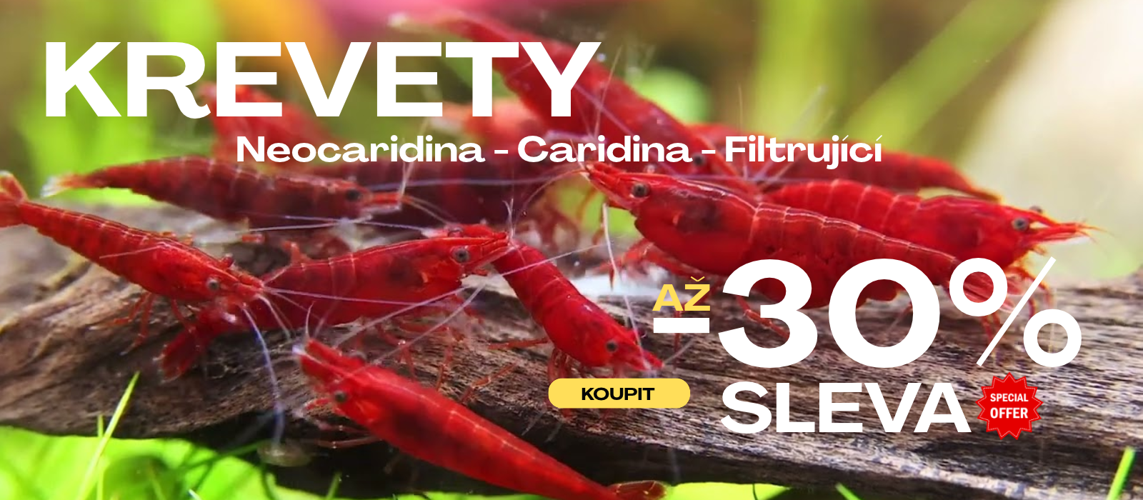 Krevety30