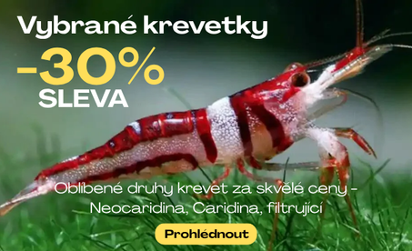 krevety30
