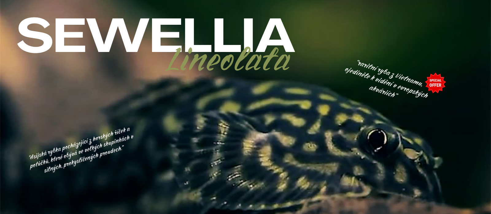 sewellia
