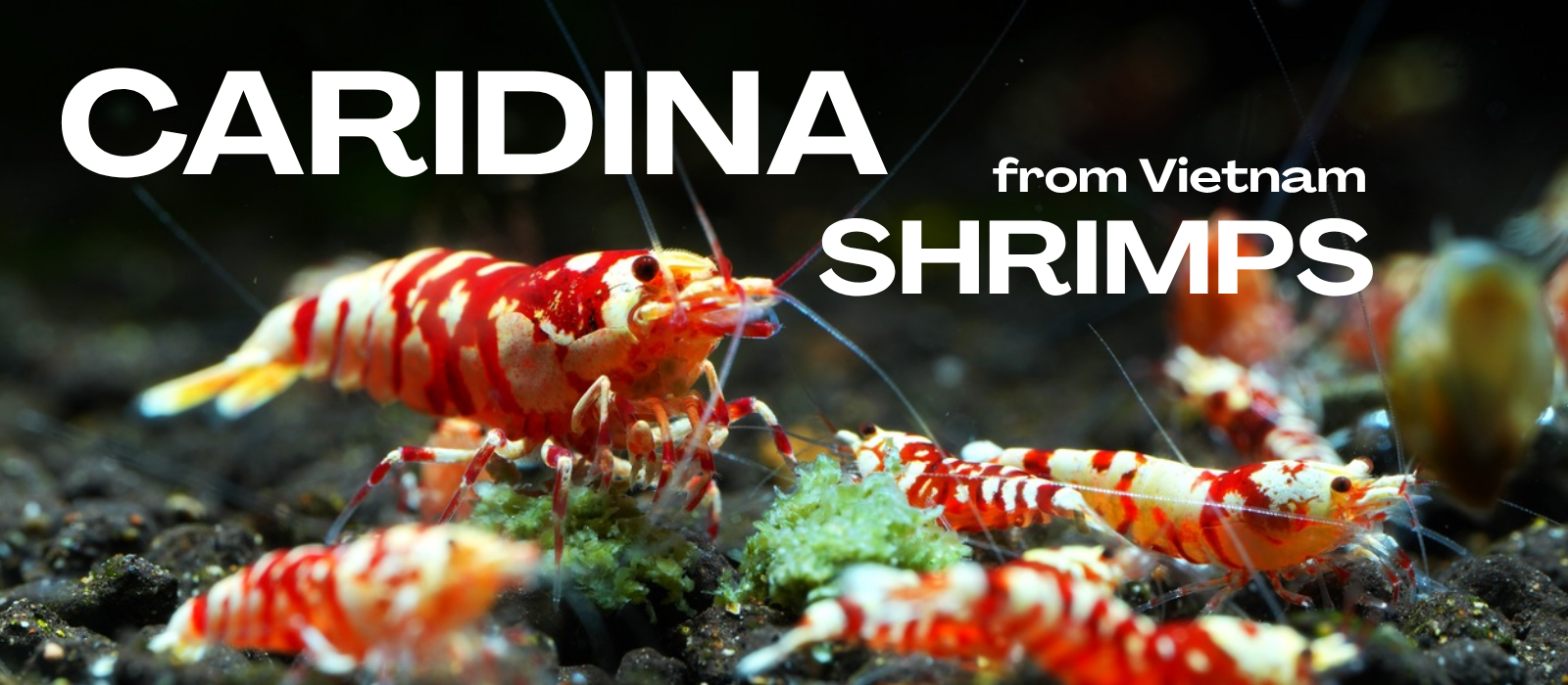 Caridina