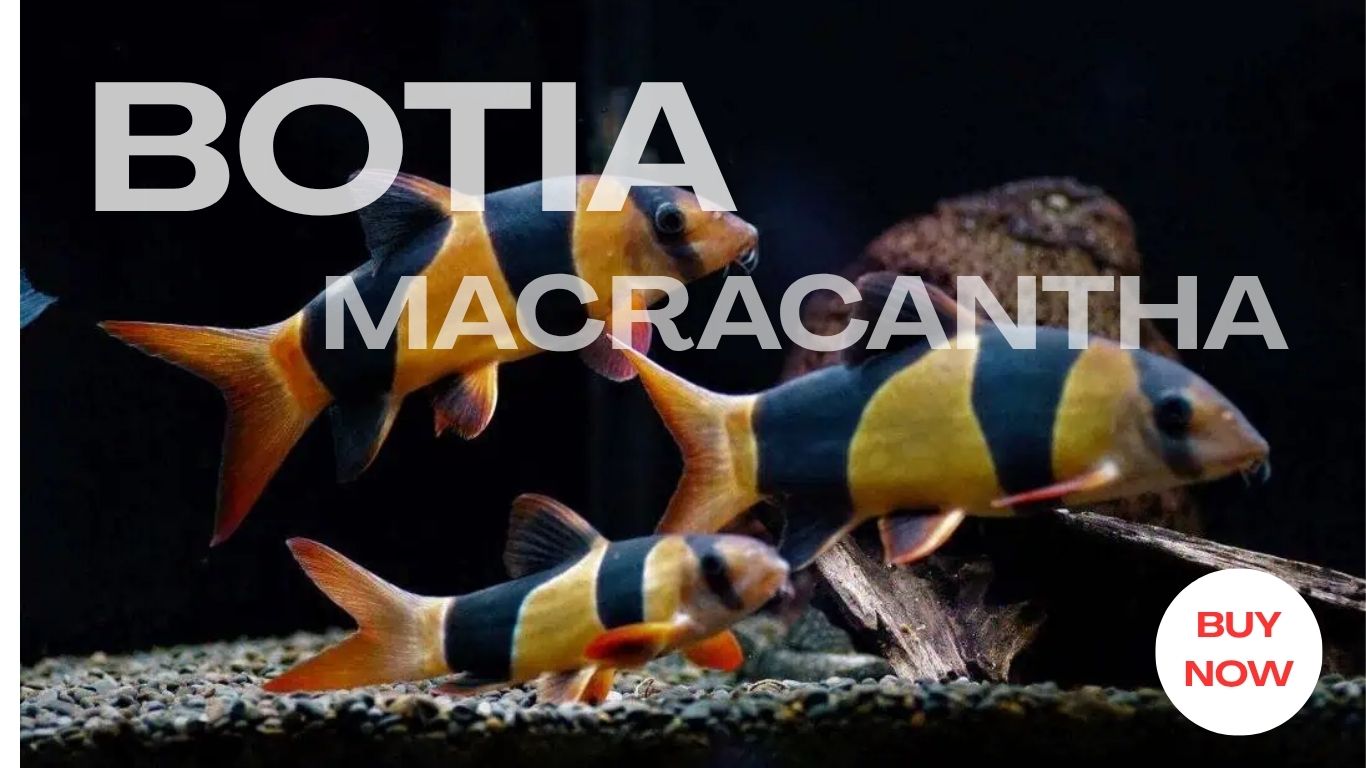 Macracantha