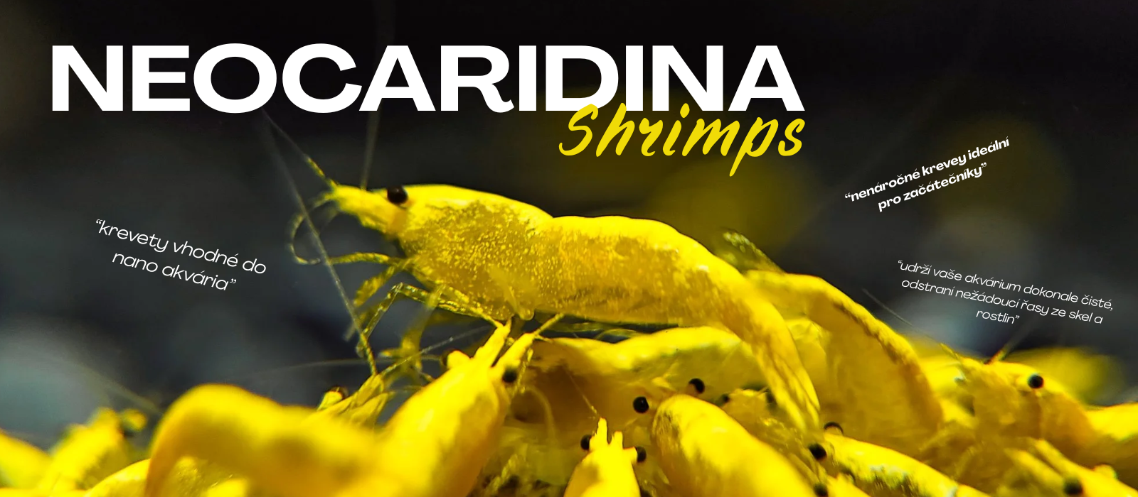 neoridina shrimps