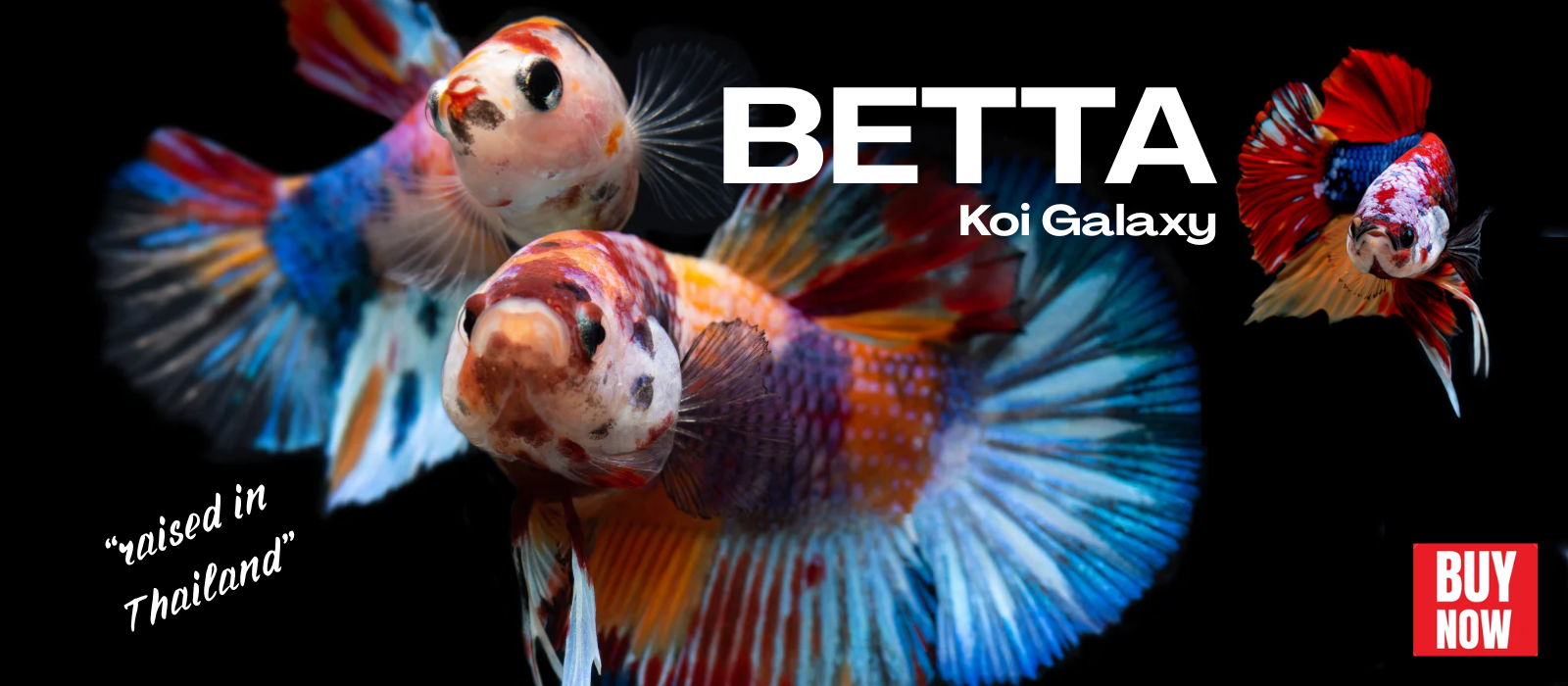 Koi Betta