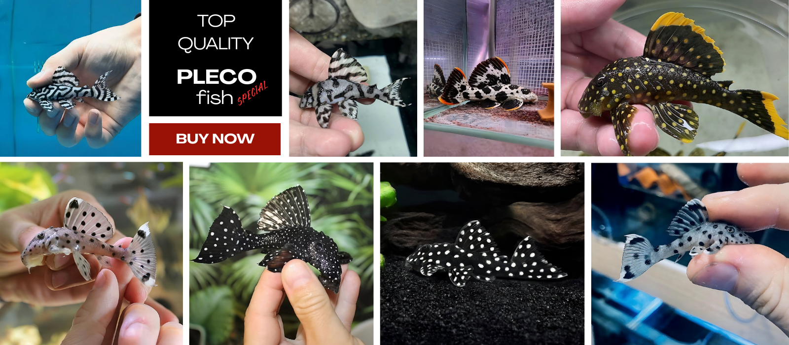 PLECO MIX