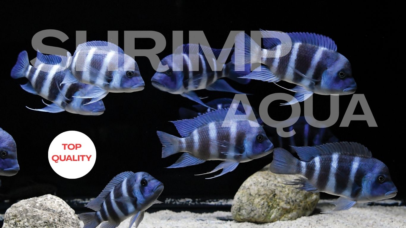 Arowana