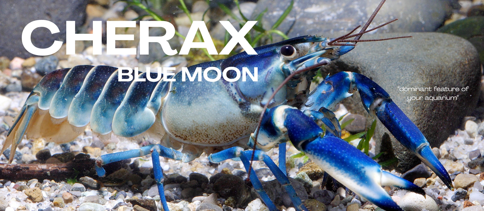 Cherax