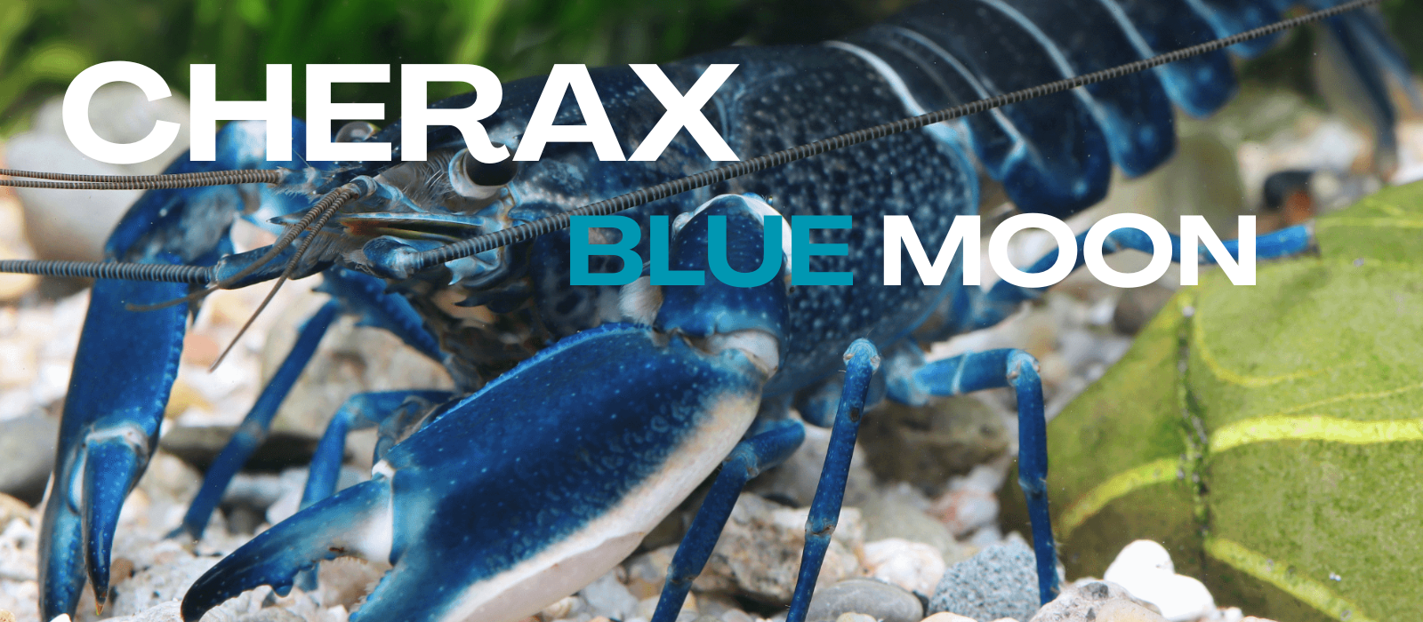 Cherax