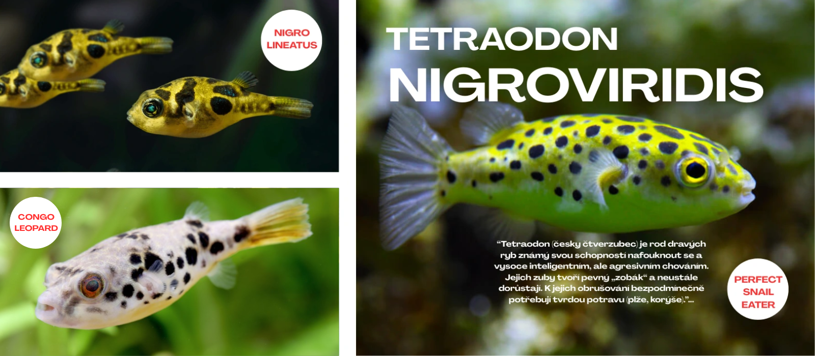 Tetraodon