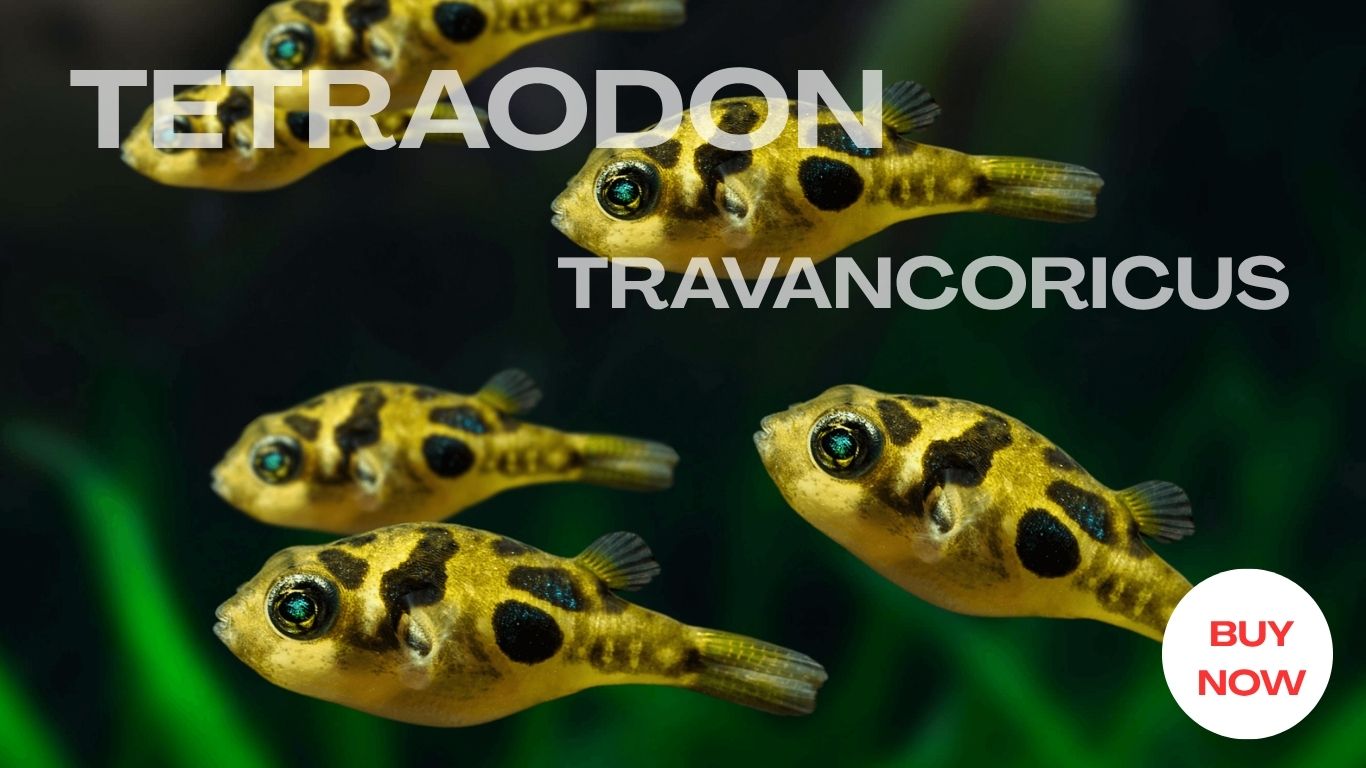 Tetraodon