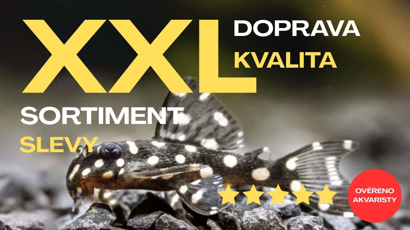 XXL sortiment