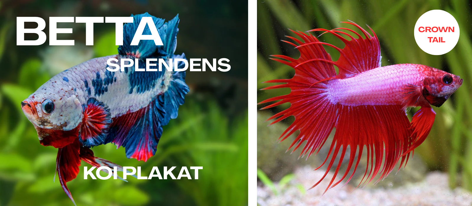 BETTA
