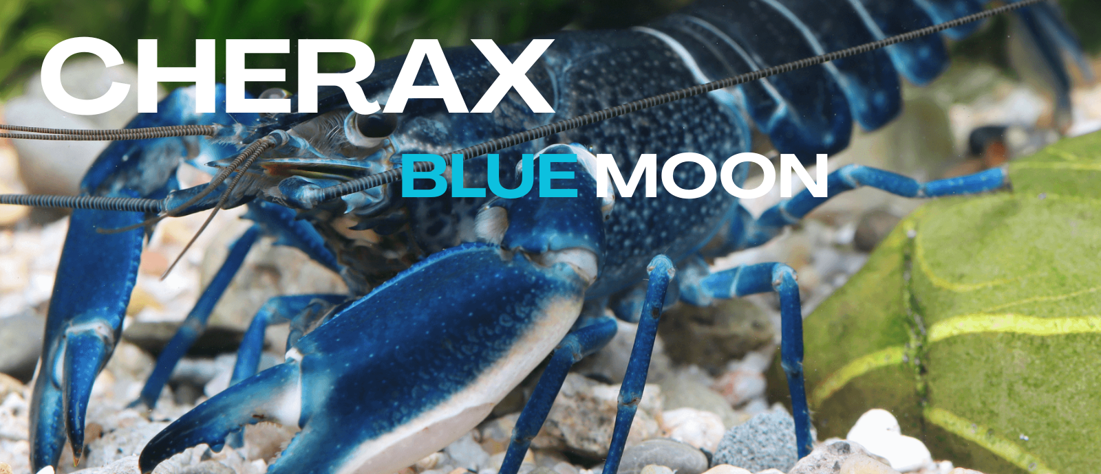 Cherax