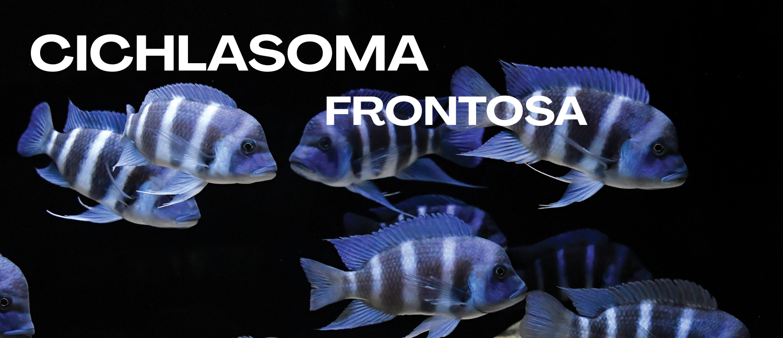 FRONTOSA