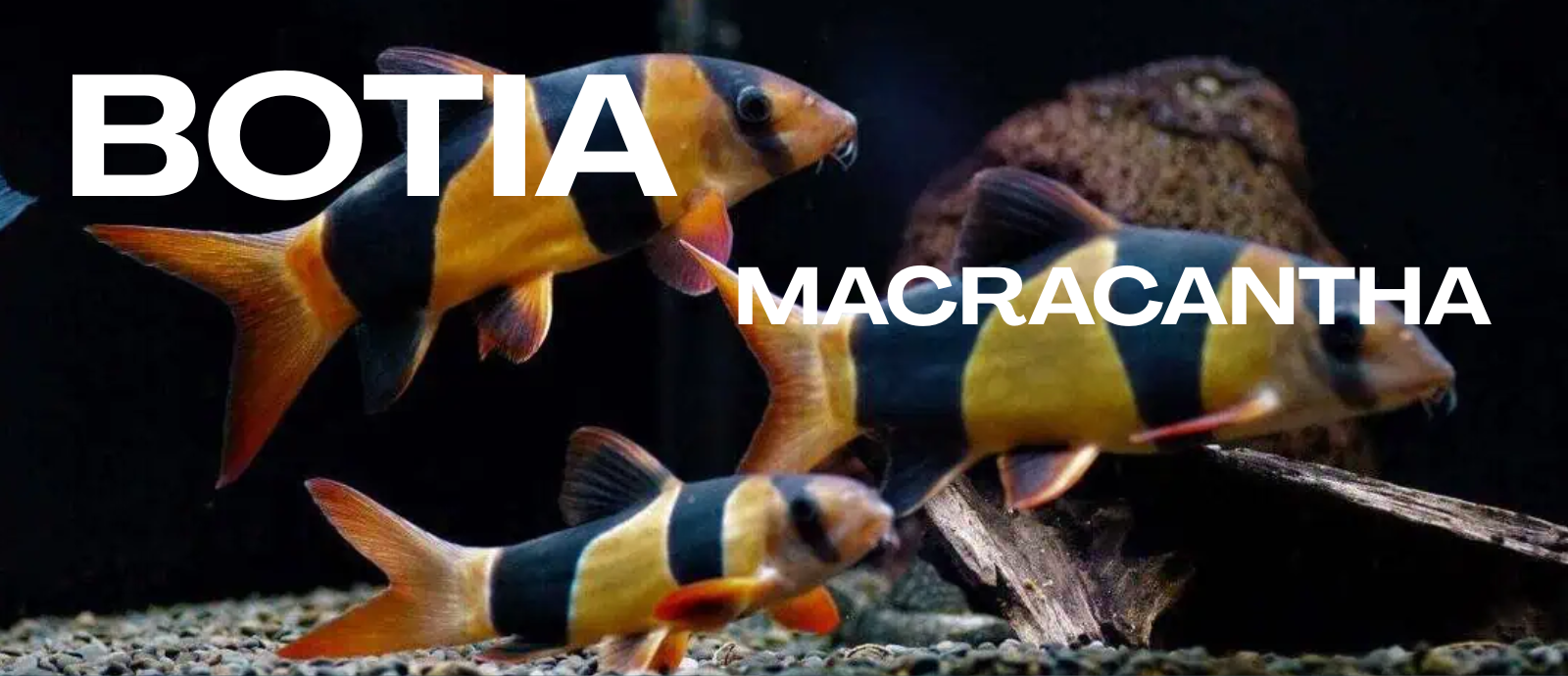 Macracantha