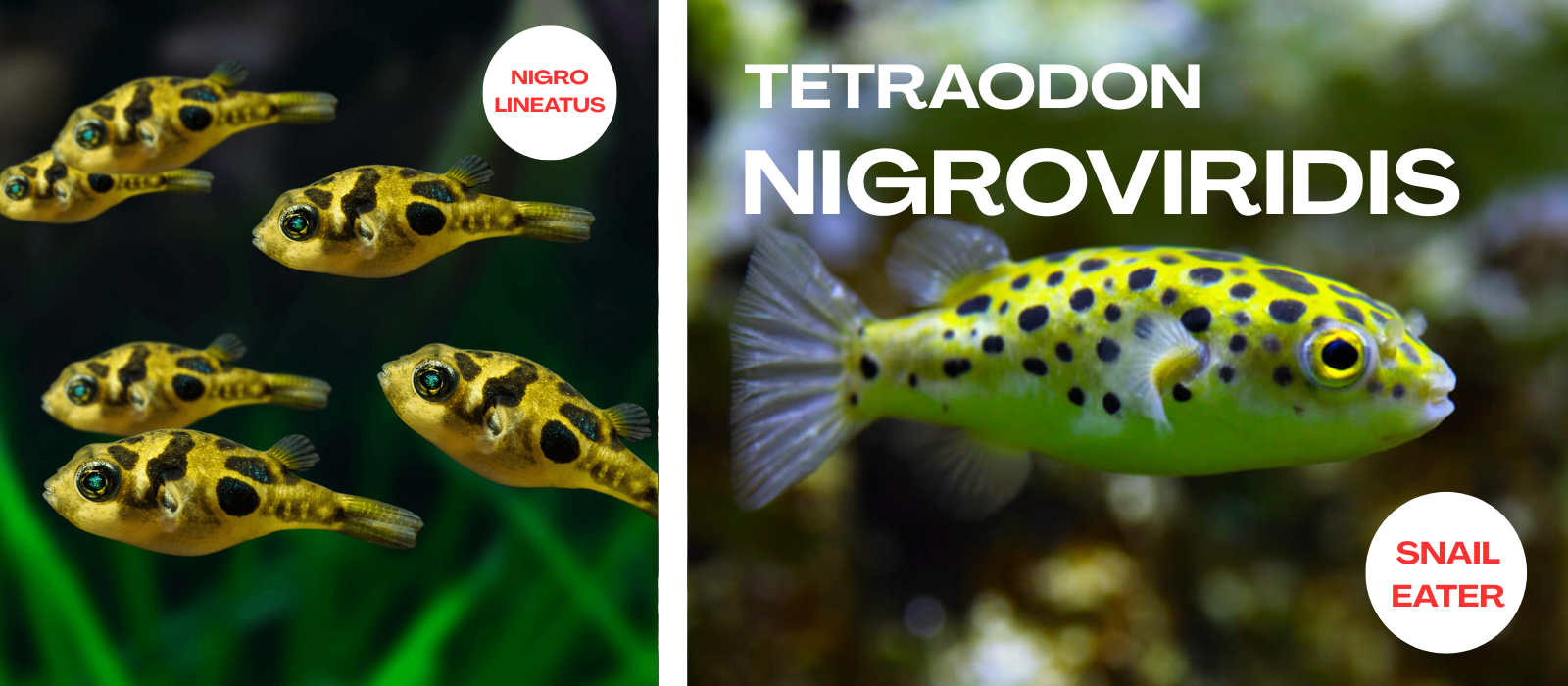 AROWANA
