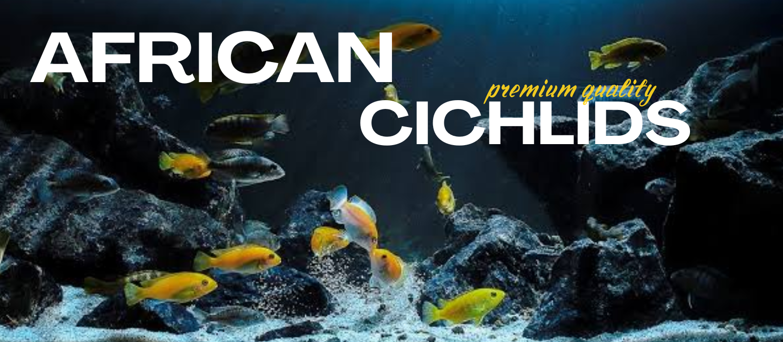 cichlidy
