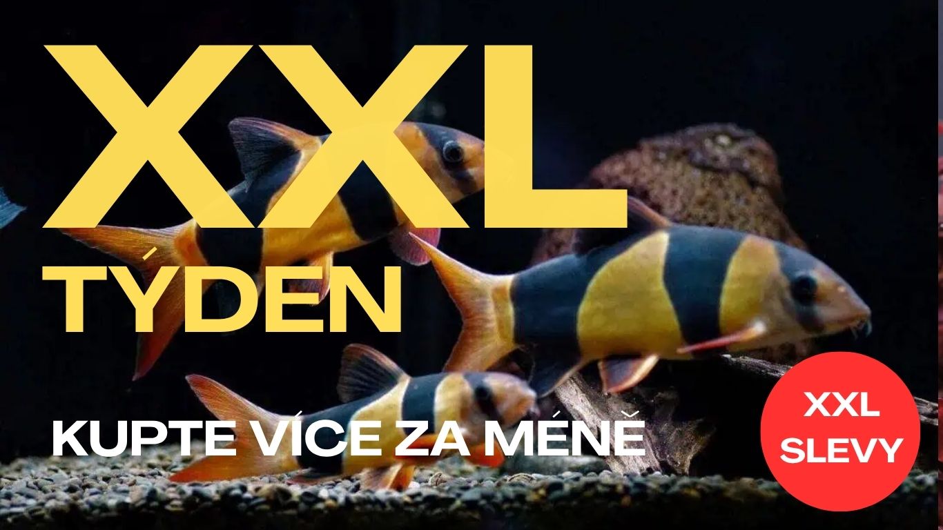 XXL TÝDEN