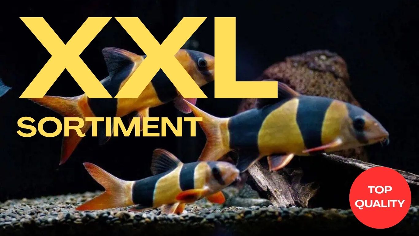 XXL TÝDEN
