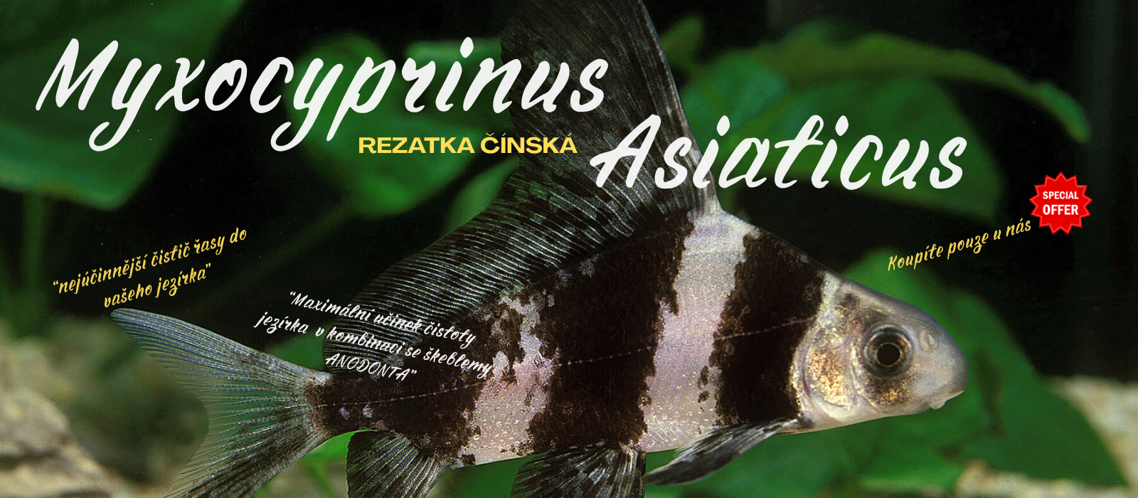 rezatka