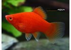 Platy