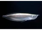 Arowana