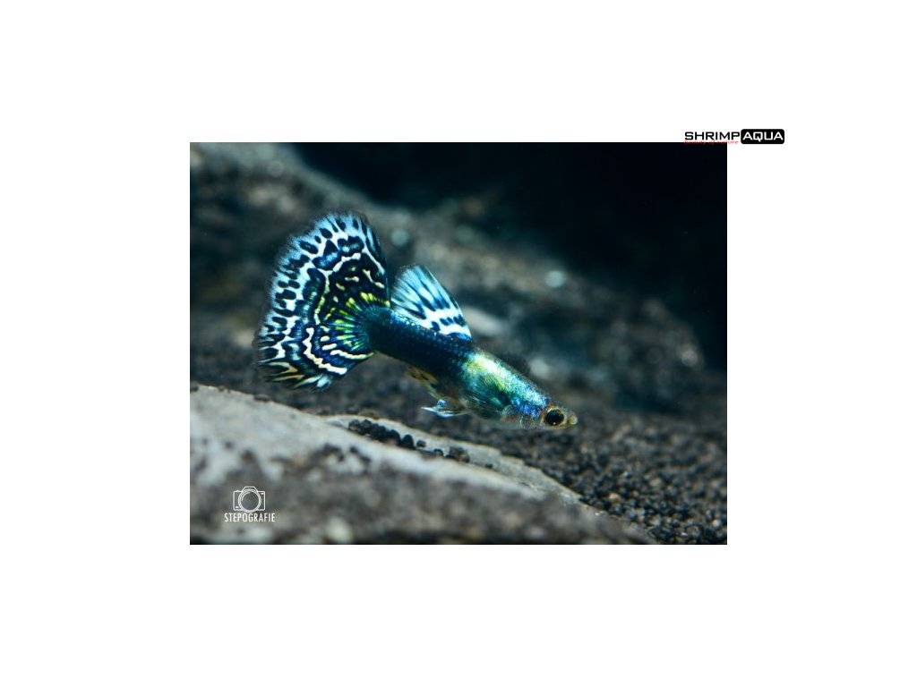 4085 Guppy magenta gras 600x600