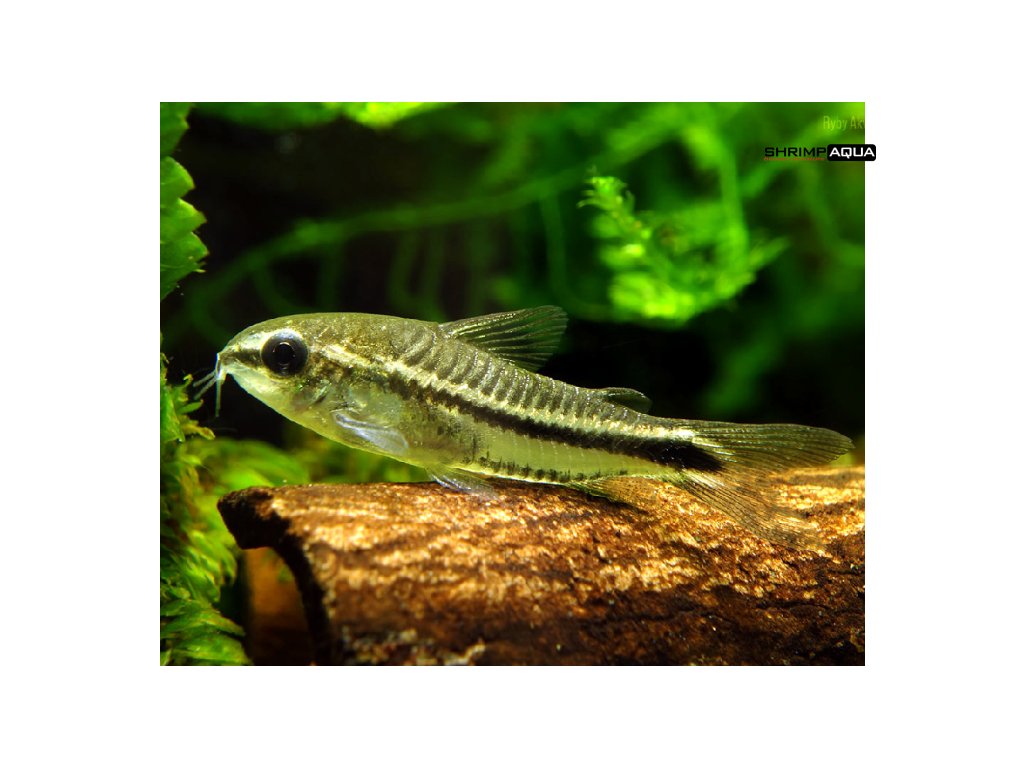Pancéřníček malý 1.5 - 2 cm - Corydoras pygmaeus