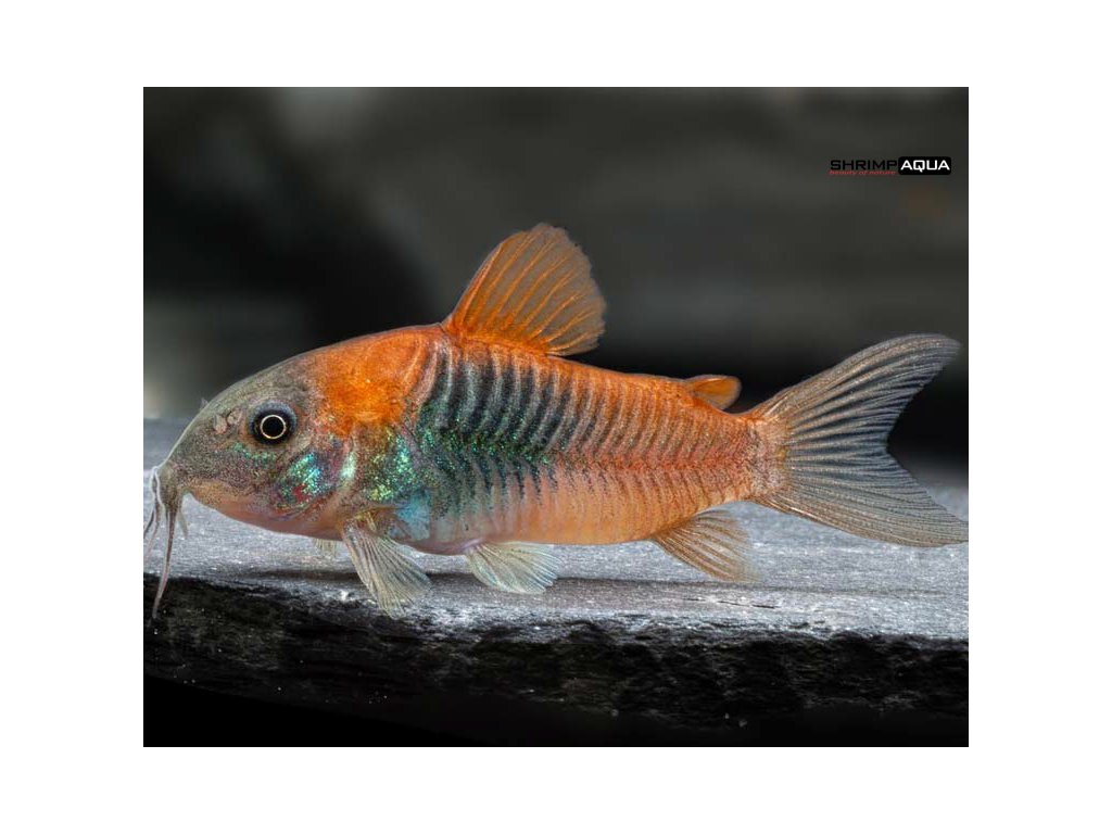 Pancéřníček venezuelský oranžový 3 cm - Corydoras venezuleanus Orange