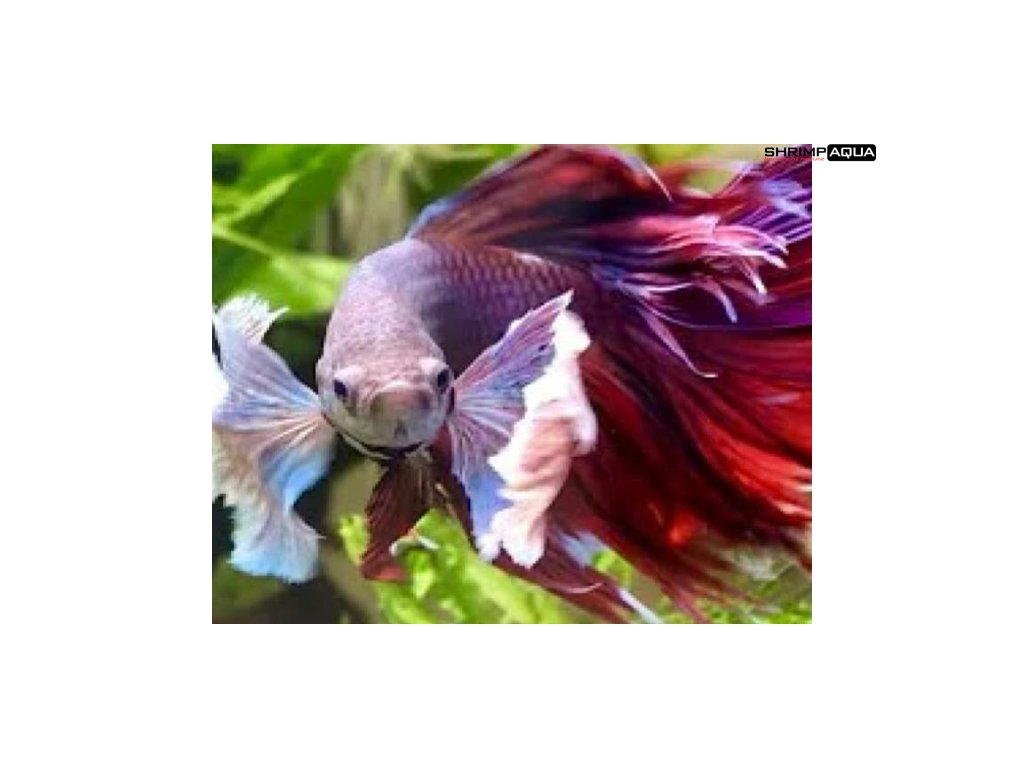 Betta splendens Elephant Ear - samice XL