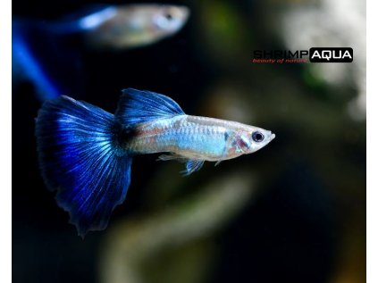 Živorodka duhová 3 cm - Poecilia reticulata Blue Queen - samice