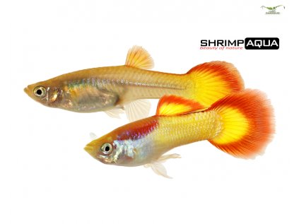 Guppy ma nnlich flame 600131a 2c7bmYSJjNEPdz