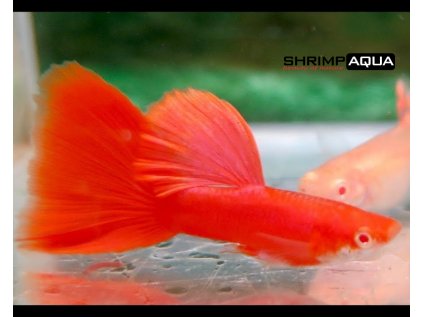 Živorodka duhová  XL - Poecilia reticulata Full Red - samec