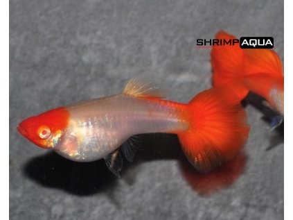Živorodka duhová  XL - Poecilia reticulata Koi Kohaku - samec