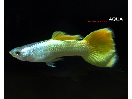 Živorodka duhová  XL - Poecilia reticulata Lemon - samec