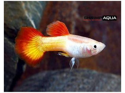 Živorodka duhová  XL - Poecilia reticulata Micariff Sunset - samec