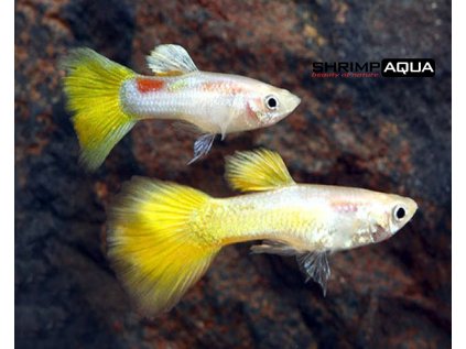 Živorodka duhová  XL - Poecilia reticulata Micariff Yellow - samec