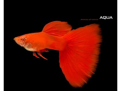 moscow red guppy